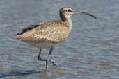 Hudsonian Whimbrel, Concon, Chile, November 2005 - click for larger image