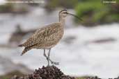 Hudsonian Whimbrel, Arica, Chile, February 2007 - click for larger image