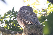 Great Potoo, Pico Bonito, Honduras, March 2015 - click for larger image