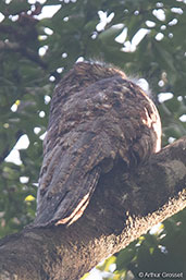 Great Potoo, Pico Bonito, Honduras, March 2015 - click for larger image