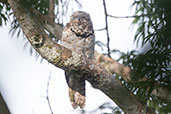 Great Potoo, Sani Lodge, Sucumbios, Ecuador, November 2019 - click for larger image