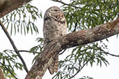 Great Potoo, Sani Lodge, Sucumbios, Ecuador, November 2019 - click for larger image