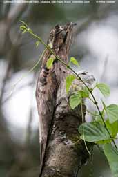 Common Potoo, Ubatuba, São Paulo, Brazil, December 2006 - click for larger image