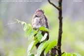 Common Potoo, Ubatuba, São Paulo, Brazil, December 2006 - click for larger image