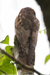 Common Potoo, Ubatuba, São Paulo, Brazil, December 2006 - click for larger image