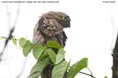 Common Potoo, Ubatuba, São Paulo, Brazil, December 2006 - click for larger image