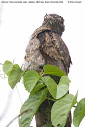 Common Potoo, Ubatuba, São Paulo, Brazil, December 2006 - click for larger image