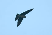 Band-tailed Nighthawk, Borba, Amazonas, Brazil, August 2004 - click for larger image