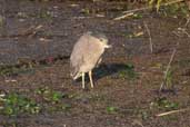 Immature Black-crowned Night-heron, Aguas de S&atilde;o Pedro, S&atilde;o Paulo, Brazil, August 2004 - click for larger image