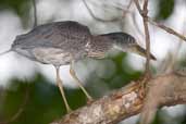 Juvenile Black-crowned Night-heron, Joanes, Isla de Marajó, Pará, Brazil, November 2005 - click for larger image