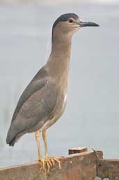 Black-crowned Night-heron, Lago Villarica, Chile, November 2005 - click for larger image