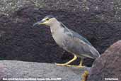 Black-crowned Night-heron, Cachagua, Chile, January 2007 - click for larger image