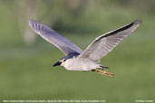 Black-crowned Night-heron, Aguas de São Pedro, São Paulo, Brazil, November 2008 - click for larger image