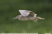 Juvenile Black-crowned Night-heron, Aguas de São Pedro, São Paulo, Brazil, November 2008 - click for larger image