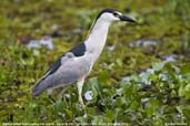 Black-crowned Night-heron, Aguas de São Pedro, São Paulo, Brazil, November 2008 - click for larger image