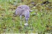 Juvenile Black-crowned Night-heron, Aguas de São Pedro, São Paulo, Brazil, November 2008 - click for larger image