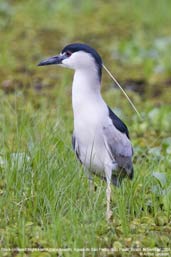 Black-crowned Night-heron, Aguas de São Pedro, São Paulo, Brazil, November 2008 - click for larger image