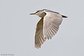Black-crowned Night-heron, Guasco, Cundinamarca, Colombia, April 2012 - click for larger image