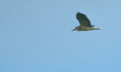  Black-crowned Night-heron, Pirapora, Minas Gerais, Brazil, February 2002 - click for larger image