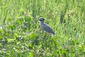 Immature Yellow-crowned Night-heron, Estancia, Sergipe, Brazil, March 2004 - click for larger image