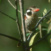 White-eared Puffbird, Canastra, Minas Gerais, Brazil, April 2001 - click for larger image