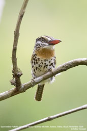 Spot-backed Puffbird, Fazenda Michelin, Itubera, Bahia, Brazil, November 2008 - click for larger image