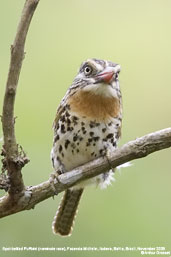 Spot-backed Puffbird, Fazenda Michelin, Itubera, Bahia, Brazil, November 2008 - click for larger image