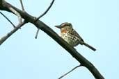 Spot-backed Puffbird, Jaborandi, Bahia, Brazil, February 2002 - click for larger image