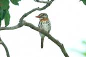 Spot-backed Puffbird, Januária, Minas Gerais, Brazil, February 2002 - click for larger image