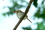 Spot-backed Puffbird, Januária, Minas Gerais, Brazil, February 2002 - click for larger image