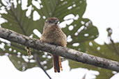 Barred Puffbird, Amagusa Reserve, Pichincha, Ecuador, November 2019 - click for larger image