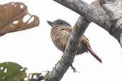 Barred Puffbird, Amagusa Reserve, Pichincha, Ecuador, November 2019 - click for larger image