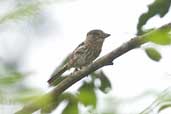 Striolated Puffbird, Carajás, Pará, Brazil, October 2005 - click for larger image