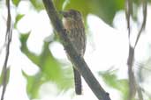 Striolated Puffbird, Carajás, Pará, Brazil, October 2005 - click for larger image