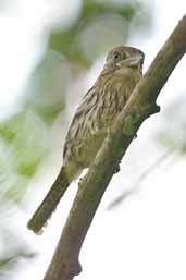 Striolated Puffbird, Carajás, Pará, Brazil, October 2005 - click for larger image