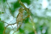 Striolated Puffbird, Carajás, Pará, Brazil, February 2002 - click for larger image