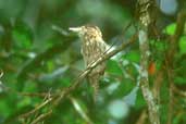 Striolated Puffbird, Carajás, Pará, Brazil, February 2002 - click for larger image