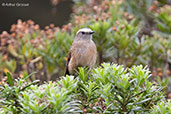 Brown-backed Chat-Tyrant, Chingaza NP, Cundinamarca, Colombia, April 2012 - click for larger image