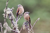 Brown-backed Chat-Tyrant, Chingaza NP, Cundinamarca, Colombia, April 2012 - click for larger image