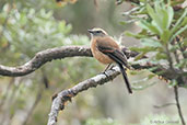 Brown-backed Chat-Tyrant, Nevado del Ruiz, Colombia, April 2012 - click for larger image