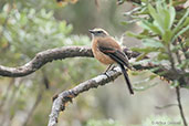 Brown-backed Chat-Tyrant, Nevado del Ruiz, Colombia, April 2012 - click for larger image