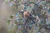 Brown-backed Chat-Tyrant, Abra Calla Calla, Amazonas, Peru, November 2018 - click for larger image