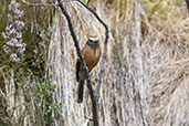 Brown-backed Chat-Tyrant, Antisana Reserve, Napo, Ecuador, November 2019 - click for larger image