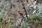 Brown-backed Chat-Tyrant, Papallacta Pass, Napo, Ecuador, November 2019 - click for larger image