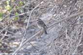 White-browed Chat-tyrant, Pure, Chile, February 2007 - click for larger image