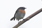 Rufous-chested Chat-Tyrant, Cresta de San Lorenzo, Amazonas, Peru, October 2018 - click for larger image