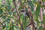 Rufous-chested Chat-Tyrant, Kuelap, Amazonas, Peru, October 2018 - click for larger image