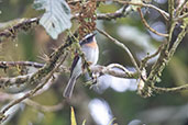 Rufous-chested Chat-Tyrant, Papallacta Pass, Napo, Ecuador, November 2019 - click for larger image