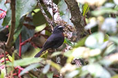 Chestnut-belted Chat-Tyrant, Atuen Valley, Leymebamba, Peru, October 2018 - click for larger image