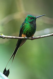 Booted Racket-tail, Aguas Verdes, San Martin, Peru, October 2018 - click for larger image